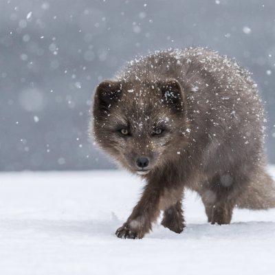 Arctic Fox in snow storm (12x8)
