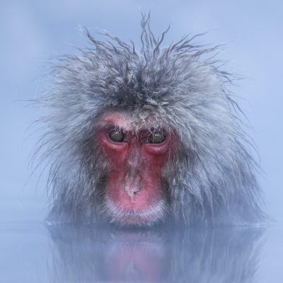 Misty Macaque (12x12)