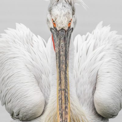Pelican Stare (14x10)