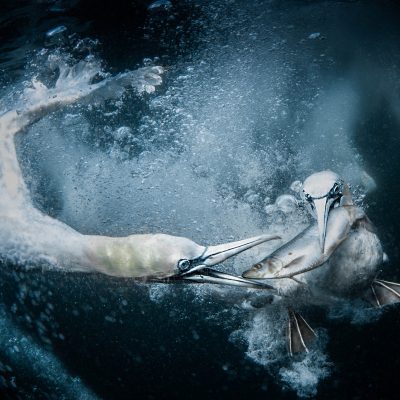 Underwater Gannets (16x12)
